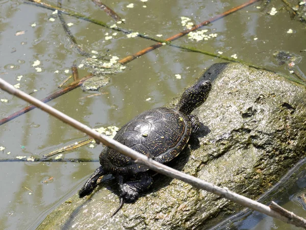 Tortuga Estanque Europea Emys Orbicularis Calienta Sur Bulgaria —  Fotos de Stock