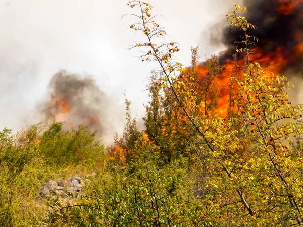 Incendio Devastante Croazia Vicino Villaggio Pristeg — Foto Stock