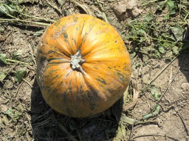 hasat kabaklar satır alanında, Hırvatistan