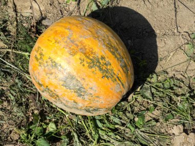 hasat kabaklar satır alanında, Hırvatistan