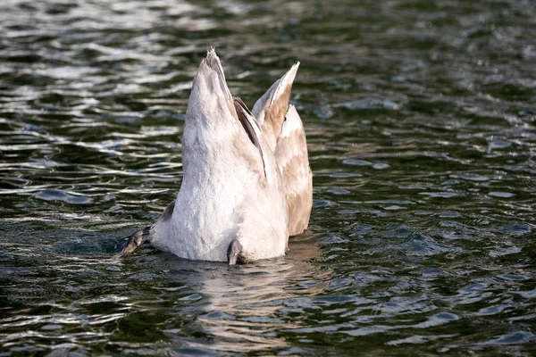 Höckerschwan Cygnus Olor Lago Grada Italien — Stockfoto