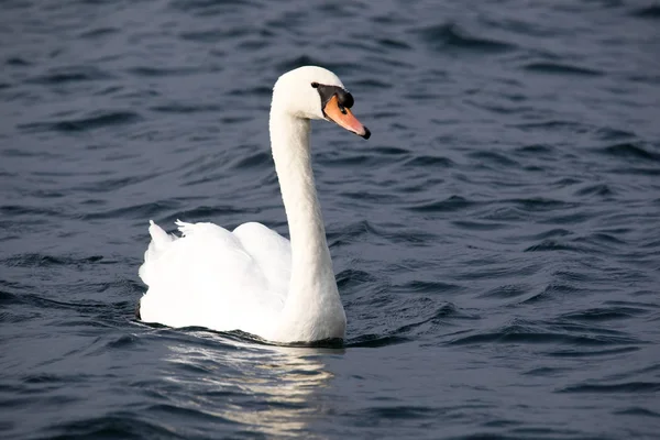 Cisne Mudo Cygnus Olor Lago Grada Italia — Foto de Stock