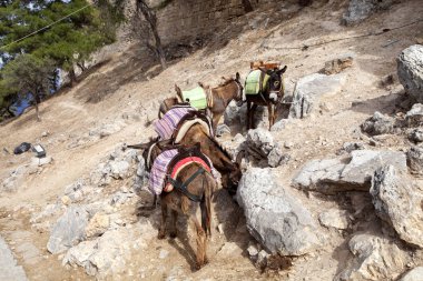 eşekler turistler Lindos, Rodos, Yunanistan için    