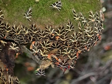 Jersey tiger, Rodos, Yunanistan adada Euplagia quadripunctaria çok sayıda