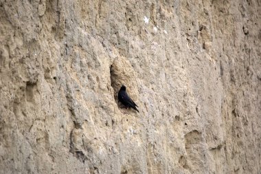 Ortak starling, Sturnus vulgaris, yuvalarda bir kil duvar, Romanya