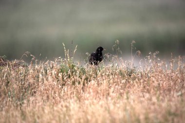 Ortak starling, Sturnus vulgaris, yuvalarda bir kil duvar, Romanya