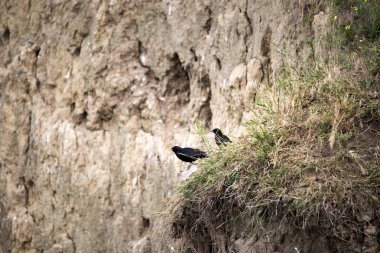 Ortak starling, Sturnus vulgaris, yuvalarda bir kil duvar, Romanya