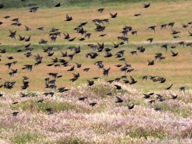 Büyük akın, ortak starling, Sturnus vulgaris, Romanya