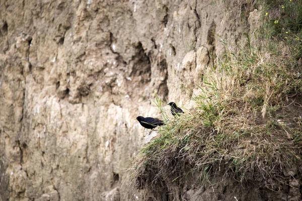 Ortak starling, Sturnus vulgaris, yuvalarda bir kil duvar, Romanya