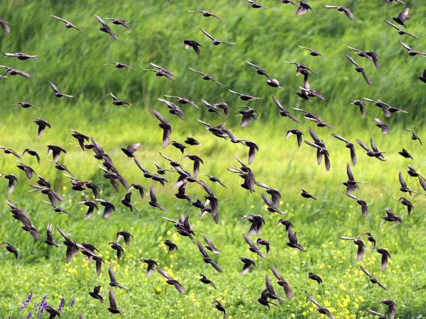 Great Flock Common Starling Strocus Vulgaris Румыния — стоковое фото