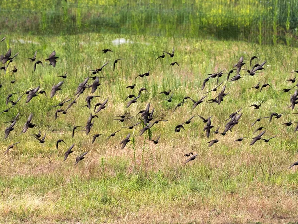 Great Flock Common Starling Sturnus Vulgaris Roménia — Fotografia de Stock