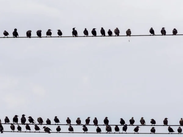 Great Flock Common Starling Strocus Vulgaris Румыния — стоковое фото