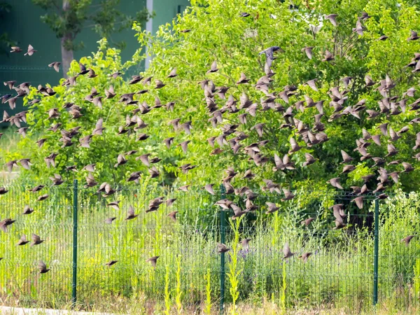 Great Flock Common Starling Strocus Vulgaris Румыния — стоковое фото