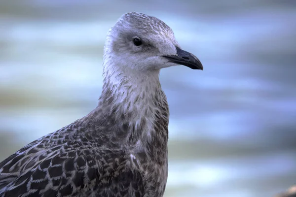 Uregerlige Unge Stor Sortrygget Måge Larus Marinus Rumænien - Stock-foto