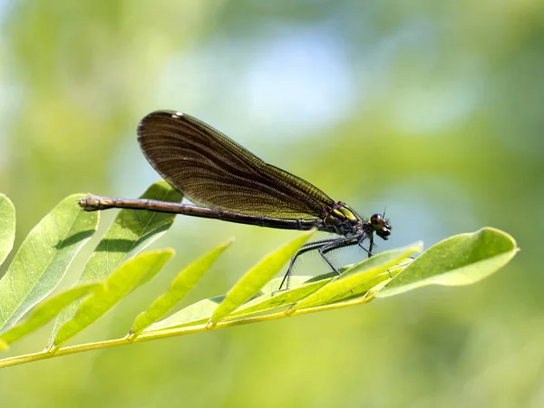 Libelle Sitzt Auf Einem Wasserblatt Rumänien — Stockfoto