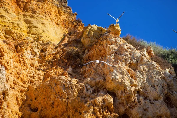 Hermosas Formaciones Rocosas Costa Del Algarve Portugal — Foto de Stock