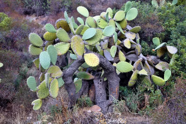 Très Vieille Poire Piquante Sur Côte Sardaigne Italie — Photo