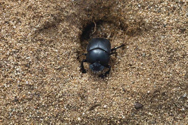 Dos Dungbeetles Cerdeña Italia — Foto de Stock