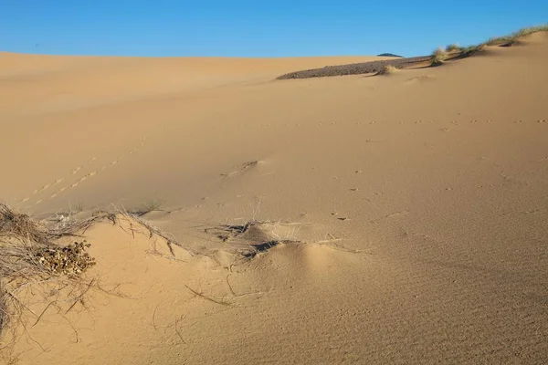 Vegetatie Duinen Aan Kust Sardinië Italië — Stockfoto