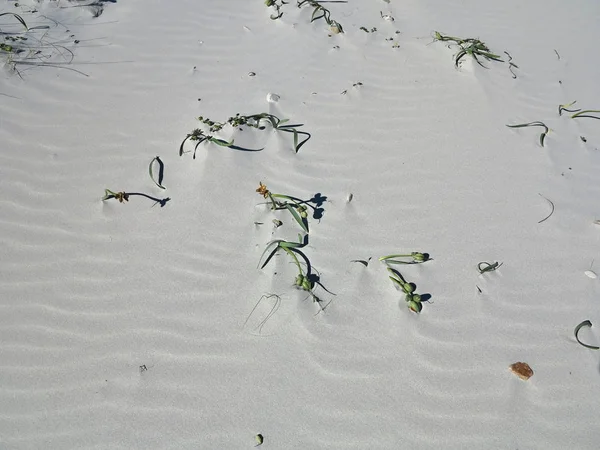 Scant Vegetation White Sand Beach Sardinia Italy — стоковое фото