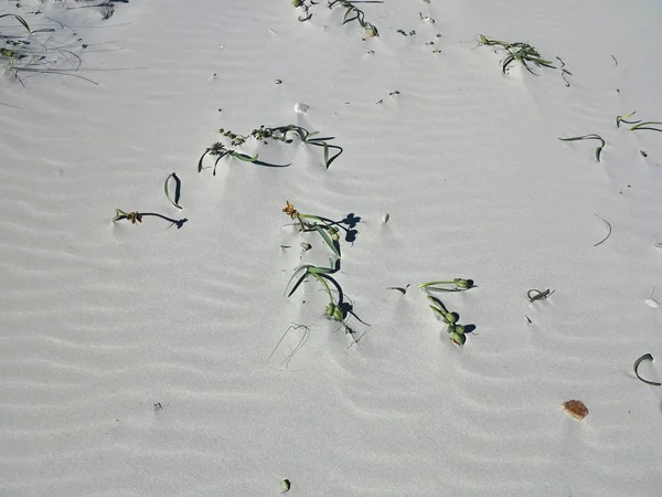 Scant Vegetation White Sand Beach Sardinia Italy Stock Image