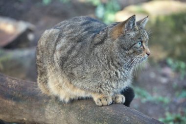 Avrupa yaban kedisi Felis silvestris portre
