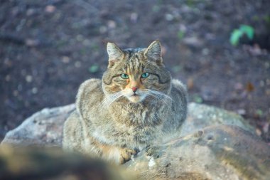 Avrupa yaban kedisi Felis silvestris portre