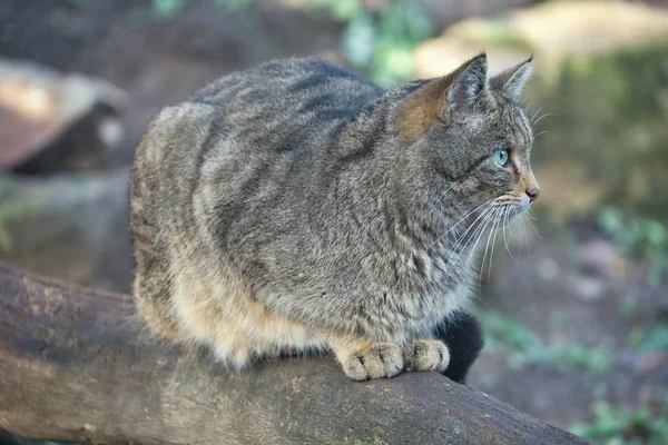 Portrait European Wild Cat Felis Silvestris — Stock Photo, Image