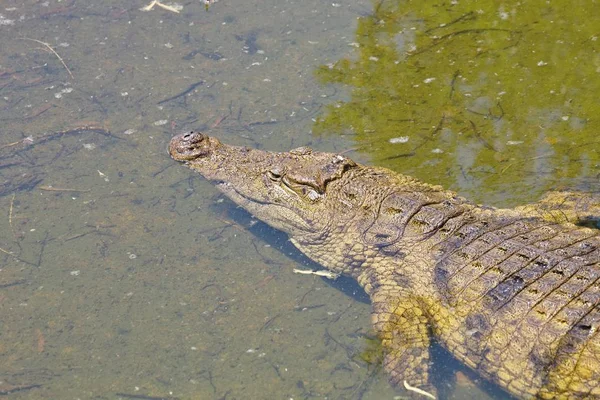 Crocodylus Niloticus Crocodilo Nilo Nas Margens África Sul — Fotografia de Stock