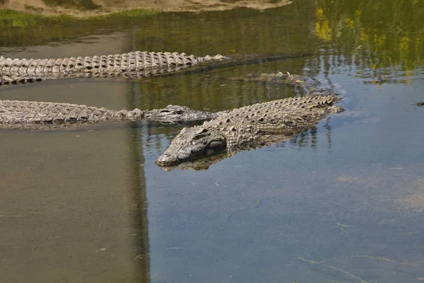 Krokodyl Nilowy Crocodylus Niloticus Banki Afryce Południowej — Zdjęcie stockowe