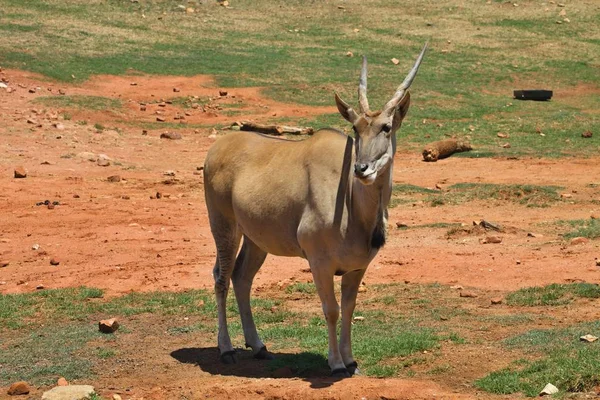 Kobiece Eland Taurotragus Oryx Republika Południowej Afryki — Zdjęcie stockowe