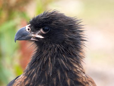 Dikey çizgili caracara, Phalcoboenus australis, karkas Adası, Falkland-Malvinas
