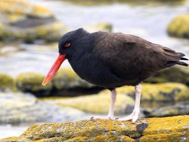 Siyah oistercapher, Haematopus afer nadir türler, karkas Adası, Falkland-Malvinas olduğunu 