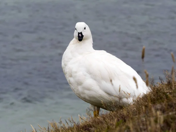 Male Kelp Goose Chloephaga Hybrida Carcass Island Falkland Malvinas — Stock Photo, Image