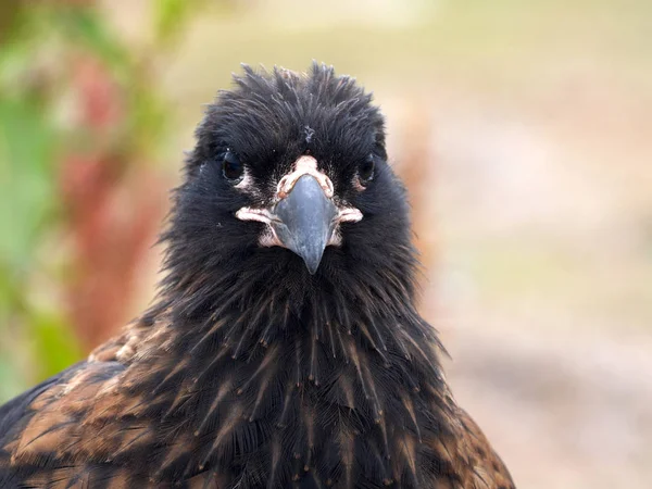 画像纹 Caracara Phalcoboenus 胴体岛 福克兰 马尔维纳斯 — 图库照片