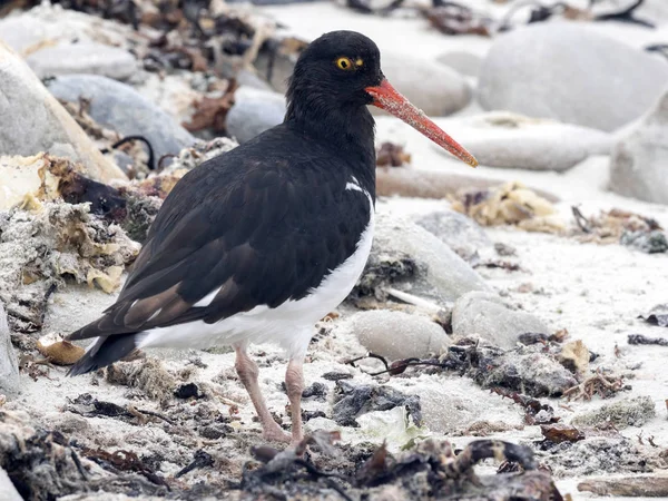 Oistercapher Haematopus Leucopodus는 일반적인 포클랜드 말비나스 — 스톡 사진