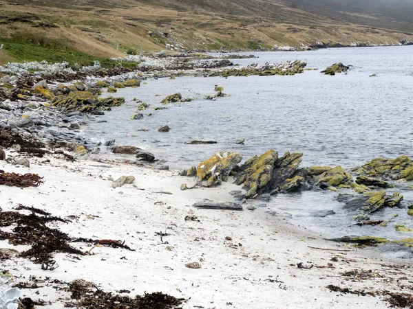 Foggy Coast Carcass Island Falkland Malvinas — Stock Photo, Image