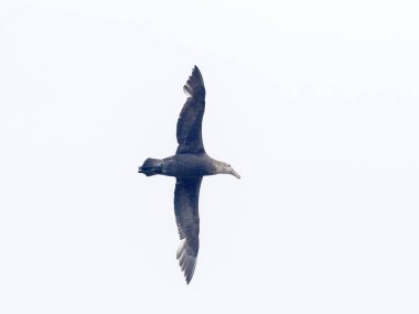 flying Southern Giant Petrel, Macronectes giganteus, Carcass, Falkland / Malvinas clipart