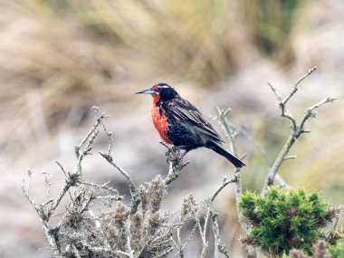 Uzun - kuyruklu Meadowlark, Sturnella loyca falclandica, en renkli renkli kuşlar, karkas, Falkland biridir / Malvinas