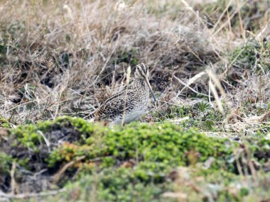  Güney Amerika çulluk, Gallinago magellanica paraguaiae olan endemik kuş, karkas, Falkland / Malvinas