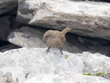 Cobb'un wren, Troglodytes aedon sobbi olan küçük ortak kuş, karkas, Falkland / Malvinas
