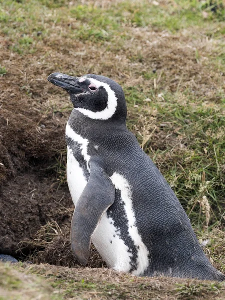 Pinguim Magalhães Spheniscus Magellanicus Nidificação Carcaça Malvinas Malvinas — Fotografia de Stock
