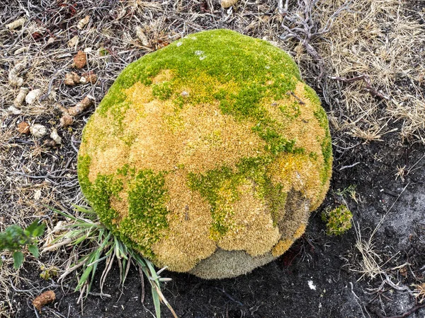 Große Schaufeln Balsammoor Bolax Gummifera Ist Eine Typische Pflanze Für — Stockfoto