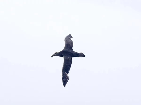 Πετούν Νότια Petrel Γίγαντας Macronectes Giganteus Σφάγιο Φώκλαντ Μαλβίνας — Φωτογραφία Αρχείου