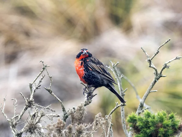 Langschwanzlerche Sturnella Loyca Falclandica Ist Einer Der Farbenprächtigsten Vögel Kadaver — Stockfoto