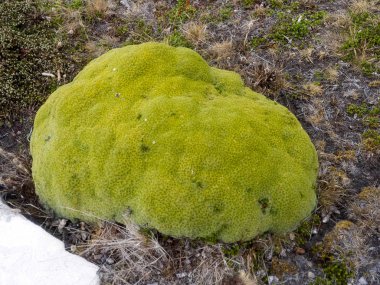 ARGE kaşık toz Balsam bataklık, Bolax gummifera Falkland için tipik bitki / Malvinas