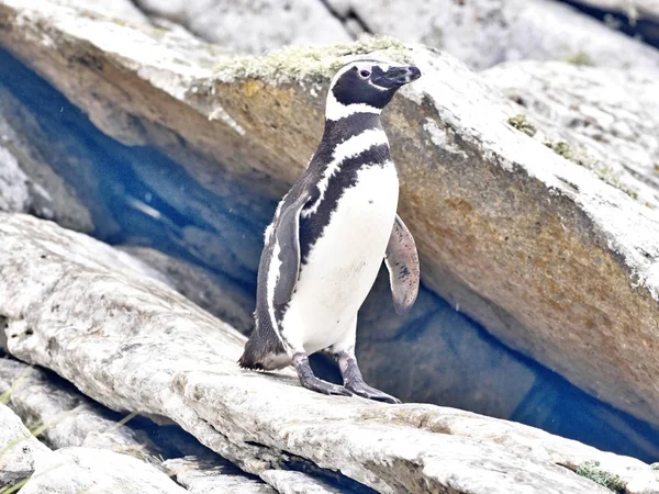 Pingouin Magellan Spheniscus Magellanicus Carcasse Malouines — Photo