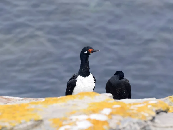 Rock Kormorána Phacocorax Magellnicus Kostry Falklandy Malvíny — Stock fotografie