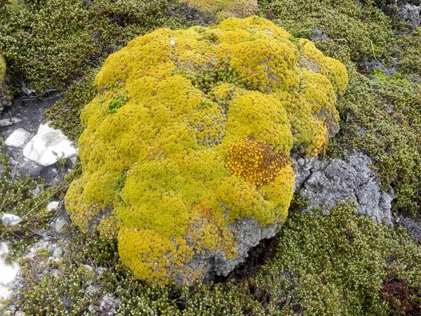 Arge Scoops Balsam Bog Bolax Gummifera Est Une Plante Typique — Photo