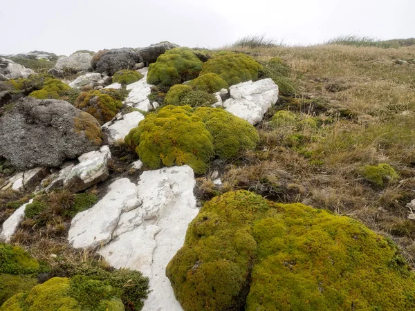 Arge Scoops Balsam Bog Bolax Gummifera Una Planta Típica Las — Foto de Stock